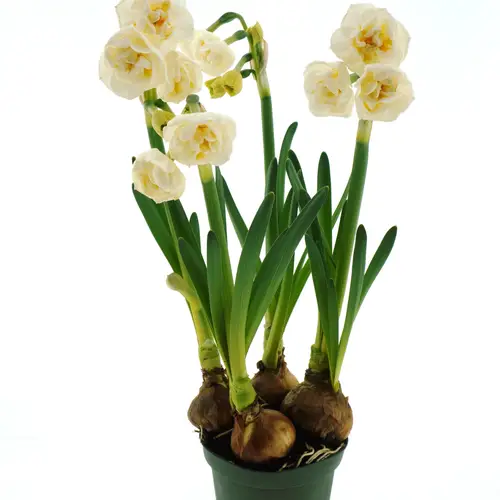 Narzisse Bridal Crown T10 H015