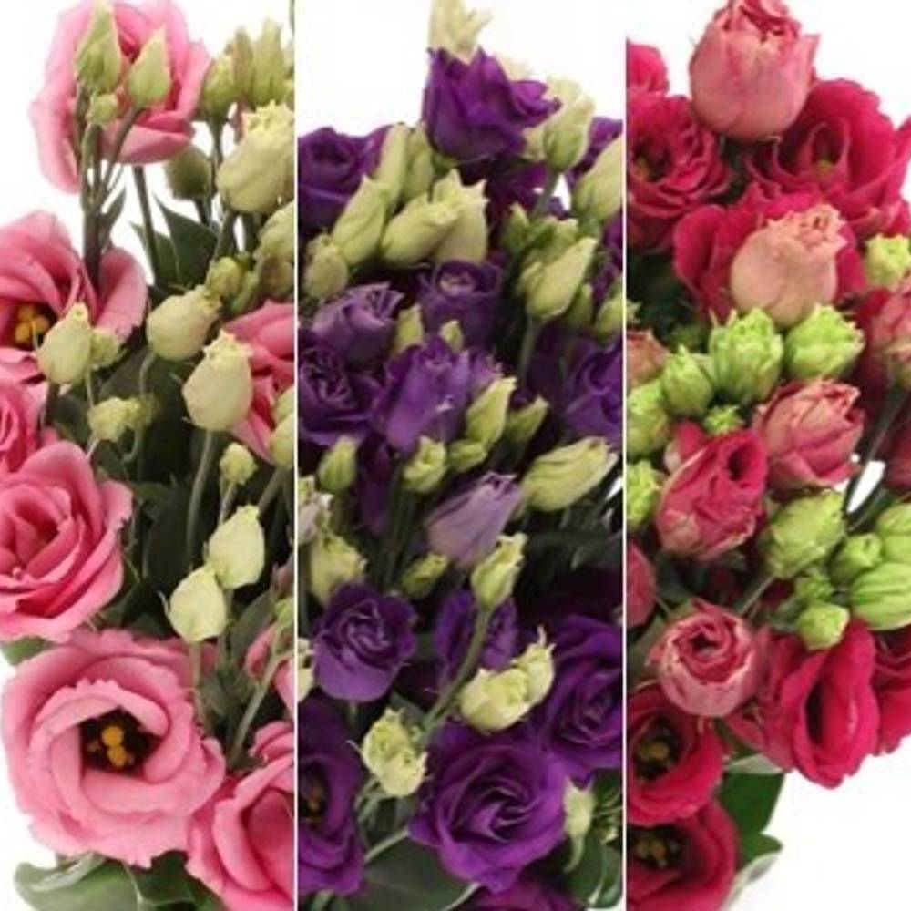Lisianthus 3x10 Muttertagsangebot