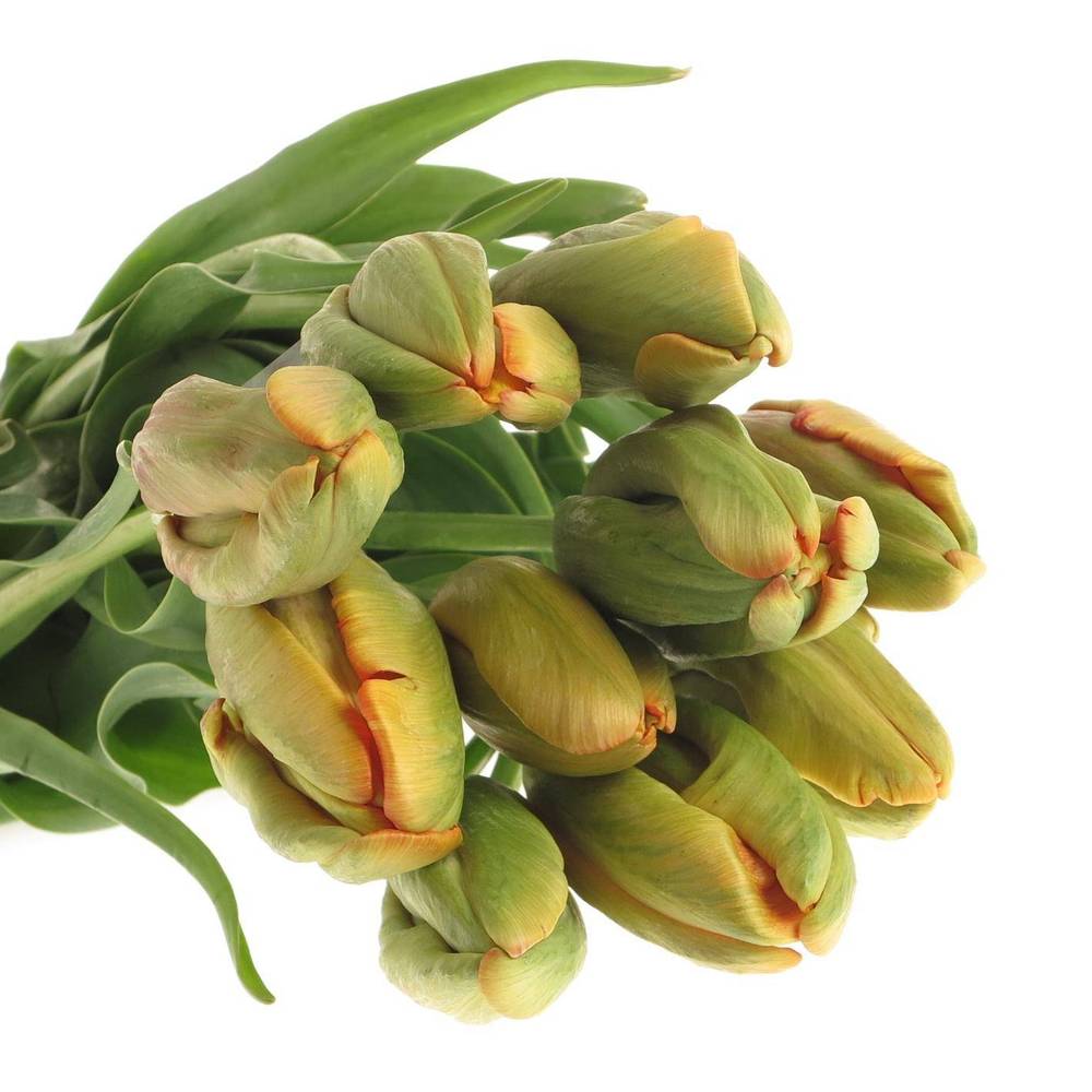 Franz.orange Parrot Avignon 60 Gramm 55cm