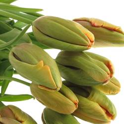 Franz.orange Parrot Avignon 60 Gramm 55cm