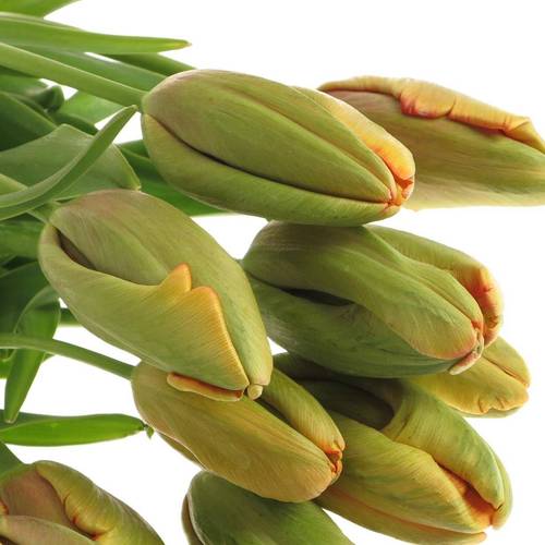 Franz.orange Parrot Avignon 60 Gramm 55cm