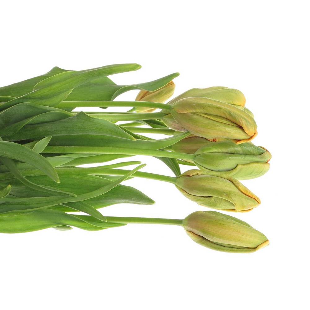 Franz.orange Parrot Avignon 60 Gramm 55cm