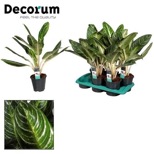 Aglaonema Keylim T17 H70