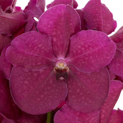Vanda fuchsia Rasberry Cerise 2-3 Stiele 16Blüte