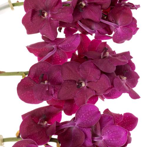 Vanda fuchsia Rasberry Cerise 2-3 Stiele 16Blüte