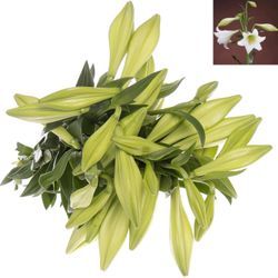 Lilie Longiflorum weiss White Heaven 3+Blüte 65cm