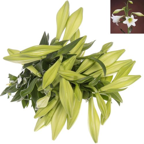 Lilie Longiflorum weiss White Heaven 3+Blüte 65cm