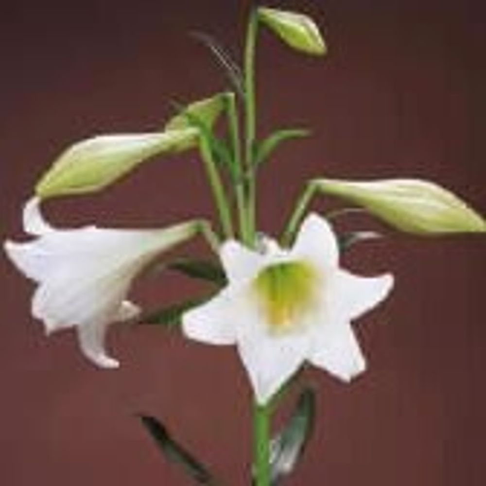 Lilie Longiflorum weiss White Heaven 3+Blüte 65cm