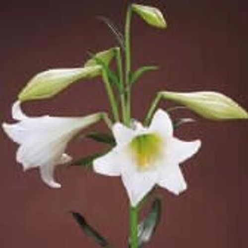 Lilie Longiflorum weiss White Heaven 3+Blüte 65cm