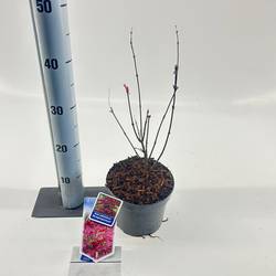 Acer Palmatum Atropureum T17 H060