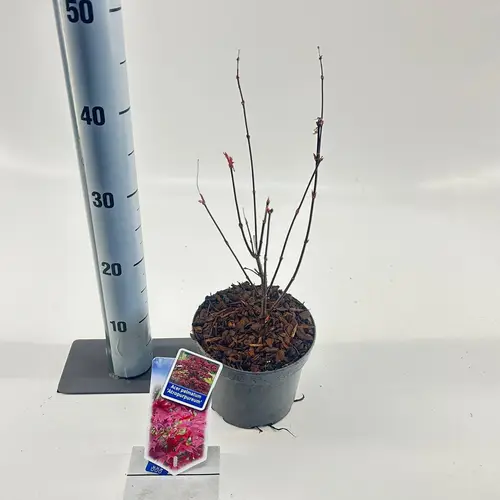 Acer Palmatum Atropureum T17 H060