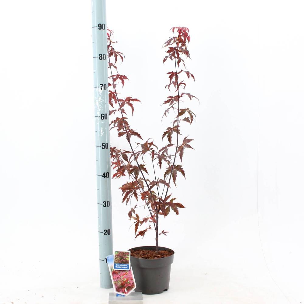 Acer Palmatum Atropureum T17 H060
