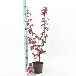 Acer Palmatum Atropureum T17 H060