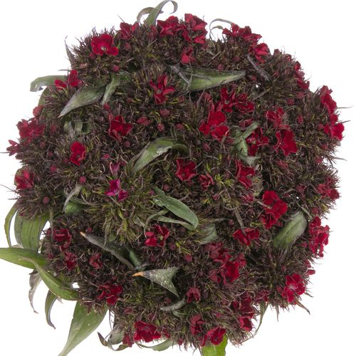 Bartnelke rot bordeaux Bündel 40cm