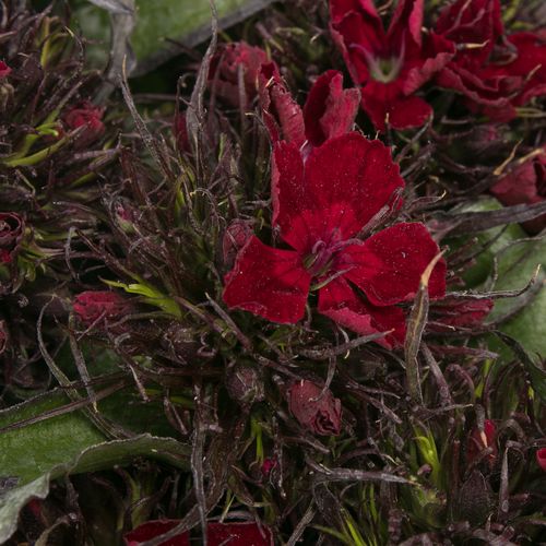 Bartnelke rot bordeaux Bündel 40cm