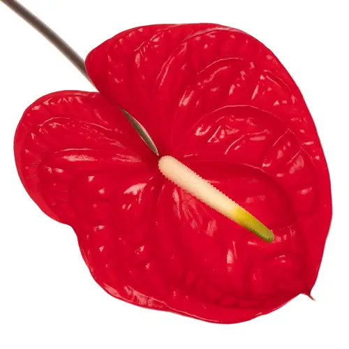 Anthurium rot Eterno Blüte 13cm