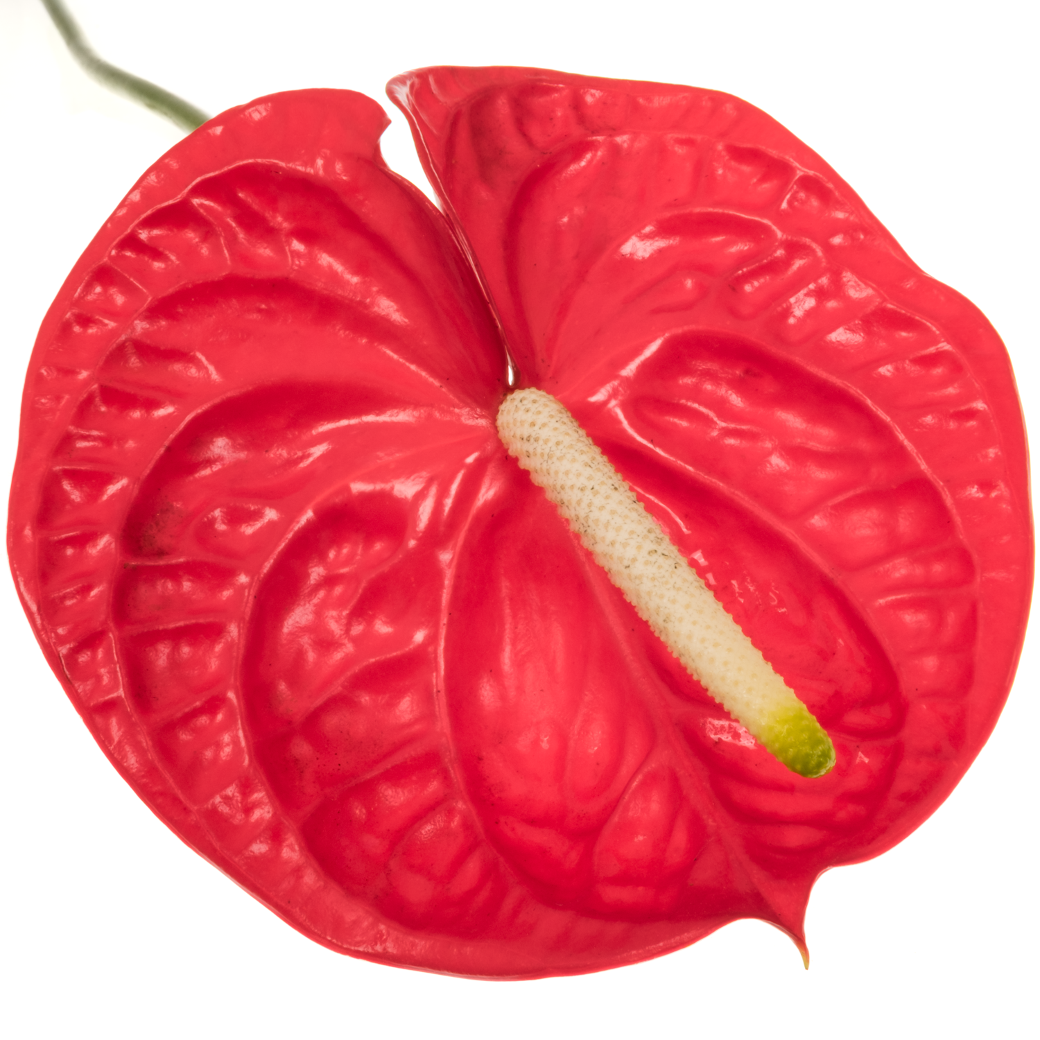 Anthurium rot Eterno Blüte 13cm