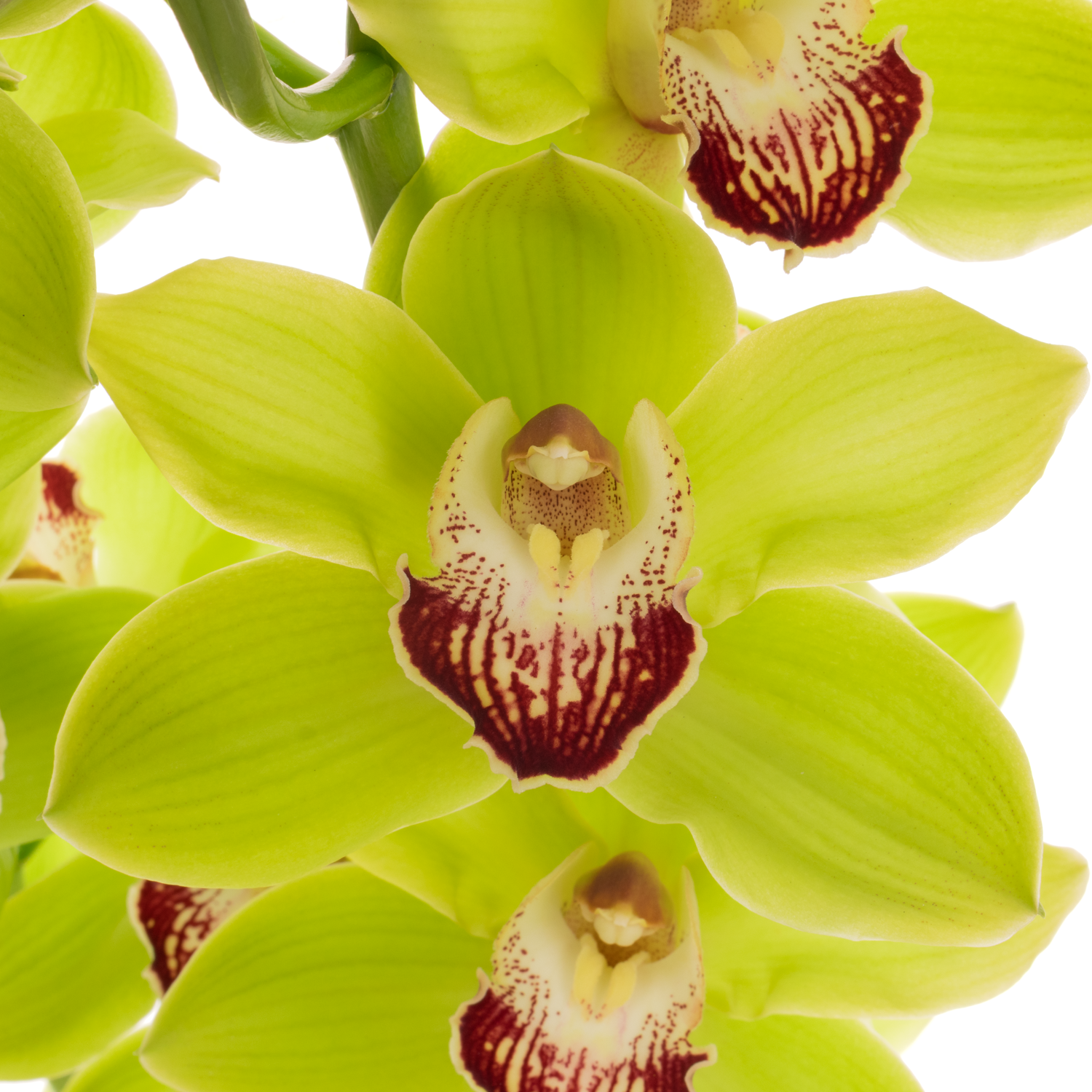 Cymbidium grün Valley 80cm 13+Blüte