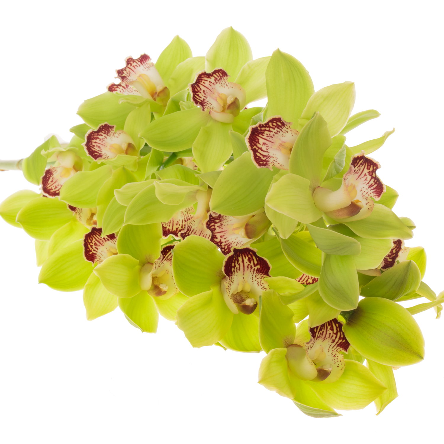 Cymbidium grün Valley 80cm 13+Blüte