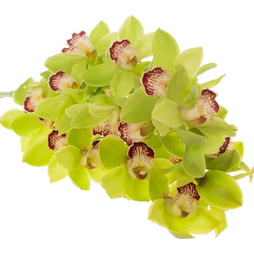 Cymbidium grün Valley 80cm 13+Blüte