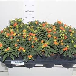 Solanum mix Megaball Schnapch. von Uhr T14 H025
