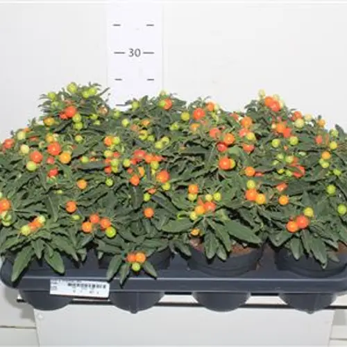 Solanum mix Megaball Schnapch. von Uhr T14 H025