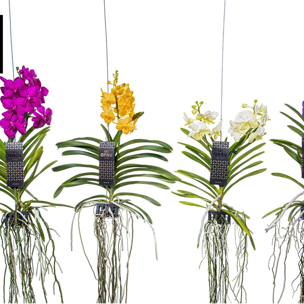 Vanda mix Medium T25 H40