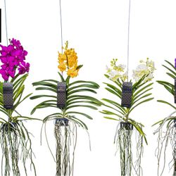 Vanda mix Medium T25 H40