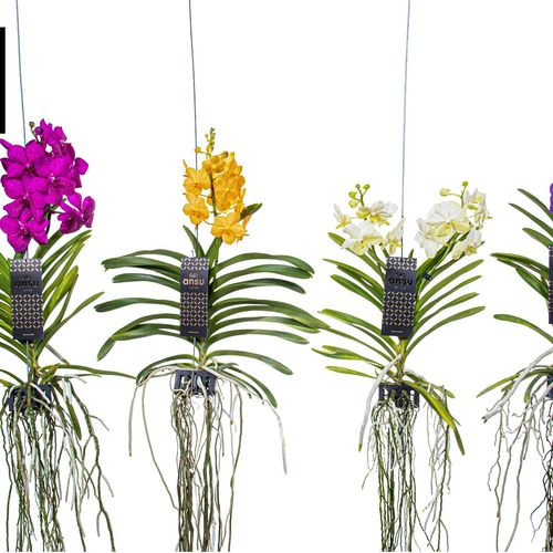 Vanda mix Medium T25 H40