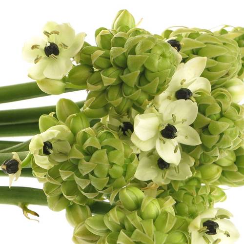 Ornithogalum weiss Arabicum 65cm