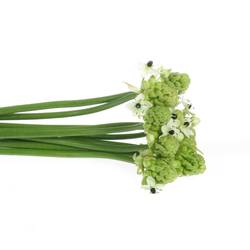 Ornithogalum weiss Arabicum 65cm