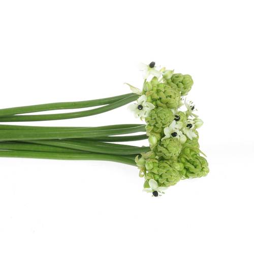 Ornithogalum weiss Arabicum 65cm