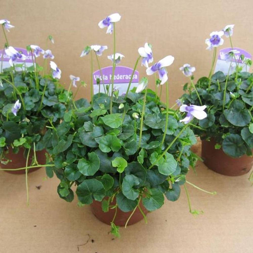 Viola Hederacea - double T09 H30