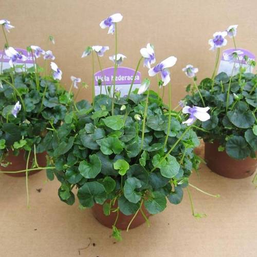 Viola Hederacea - double T09 H30