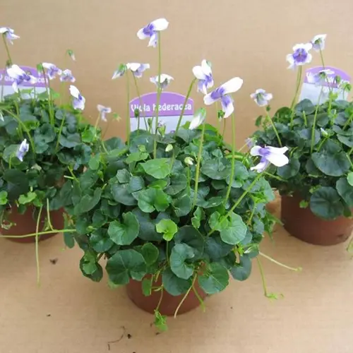 Viola Hederacea - double T09 H30