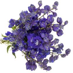 Delphinium blau x 30 100cm