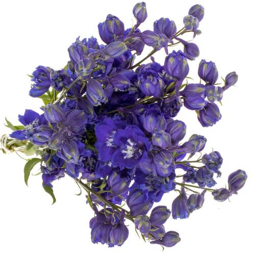 Delphinium blau x 30 100cm