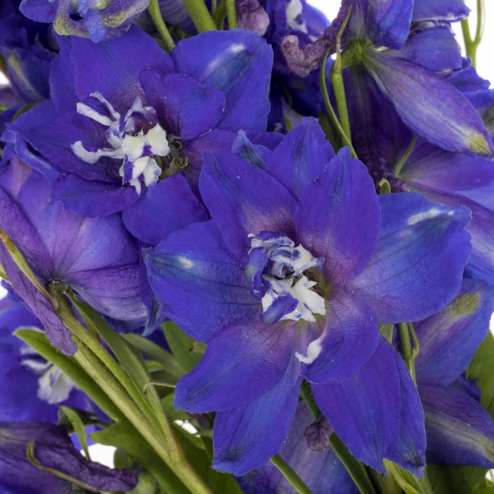 Delphinium blau x 30 100cm