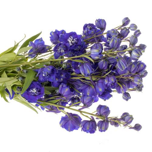 Delphinium blau x 30 100cm