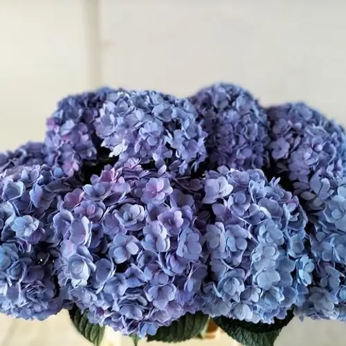 Hortensie blau Adora Bol 22cm 60cm