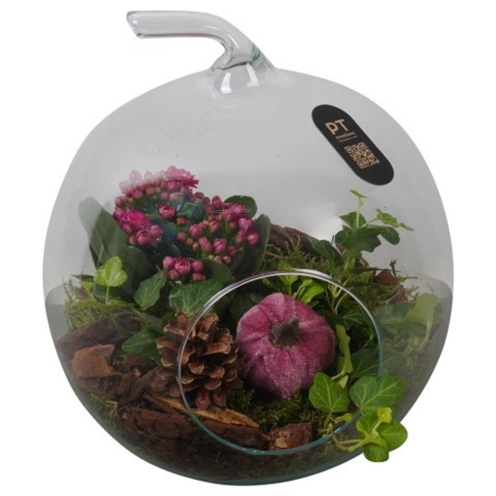 Kal.Arr PTHG3413 Herbst T19 H023