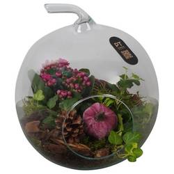 Kal.Arr PTHG3413 Herbst T19 H023
