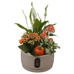 Spath.Arr PTHI3204 Herbst T16 H030