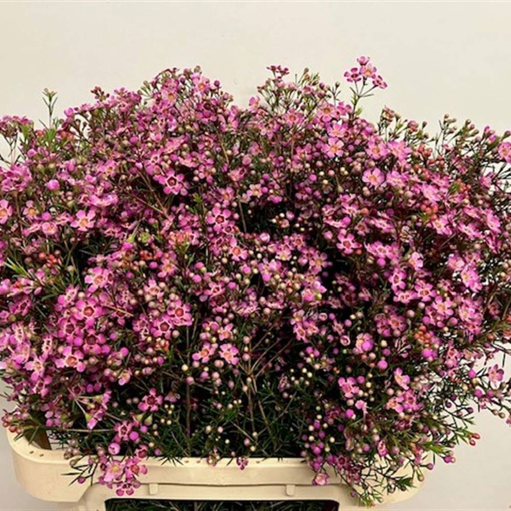 Wachsflower rosa  Xanadu 90 Gramm 80cm