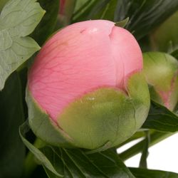 Pfingstrose salmon gefüllt Etched 60cm