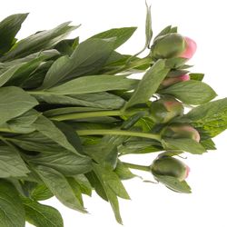 Pfingstrose salmon gefüllt Etched 60cm