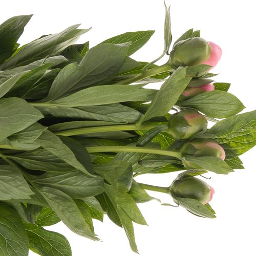 Pfingstrose salmon gefüllt Etched 60cm