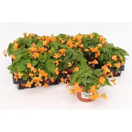 Begonie orange Papaya T10,5 H017