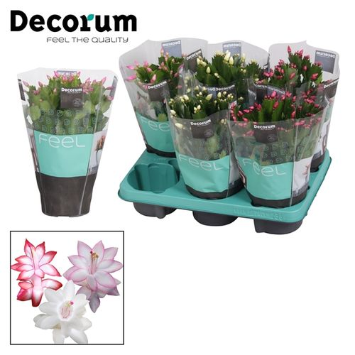 Schlumbergera mix T13 H027