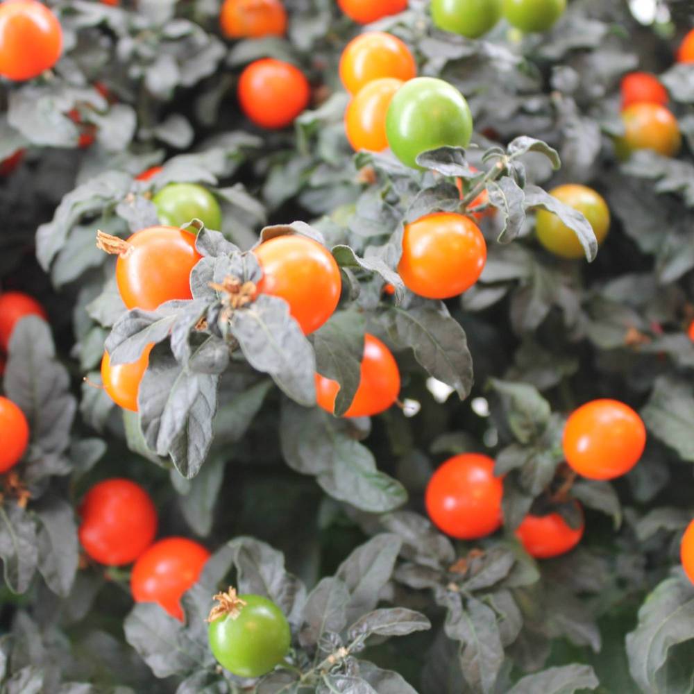 Solanum Pseudocapsicum T13 H026